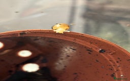 Snails invertebrates for sale: giant african land snail babies  - Advert 3