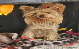 Yorkshire Terrier dogs for stud: YORKSHIRE TERRIER 🐶FULL KC REG.🐶 in London - Image 3