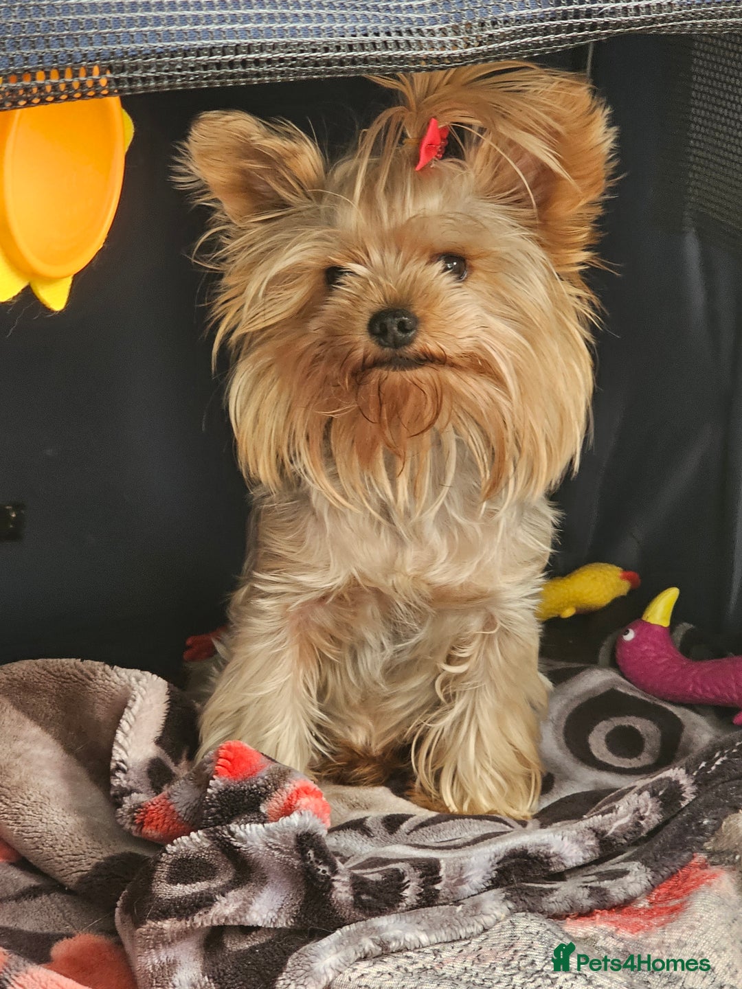 Yorkshire Terrier dogs for stud: YORKSHIRE TERRIER 🐶FULL KC REG.🐶 in London - Image 3