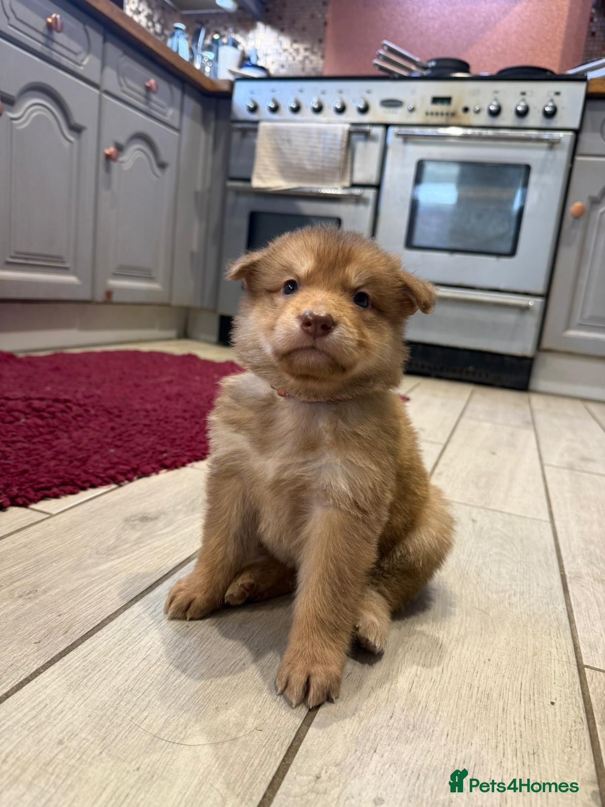 Saarloos Wolfdog dogs Stunning Low Content Wolfdog Puppies - Advert 1