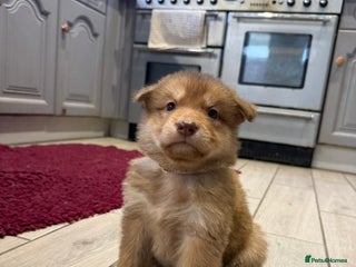 Saarloos Wolfdog dogs Stunning Low Content Wolfdog Puppies - Advert 2