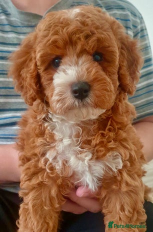 Cavapoo dogs - Advert 5