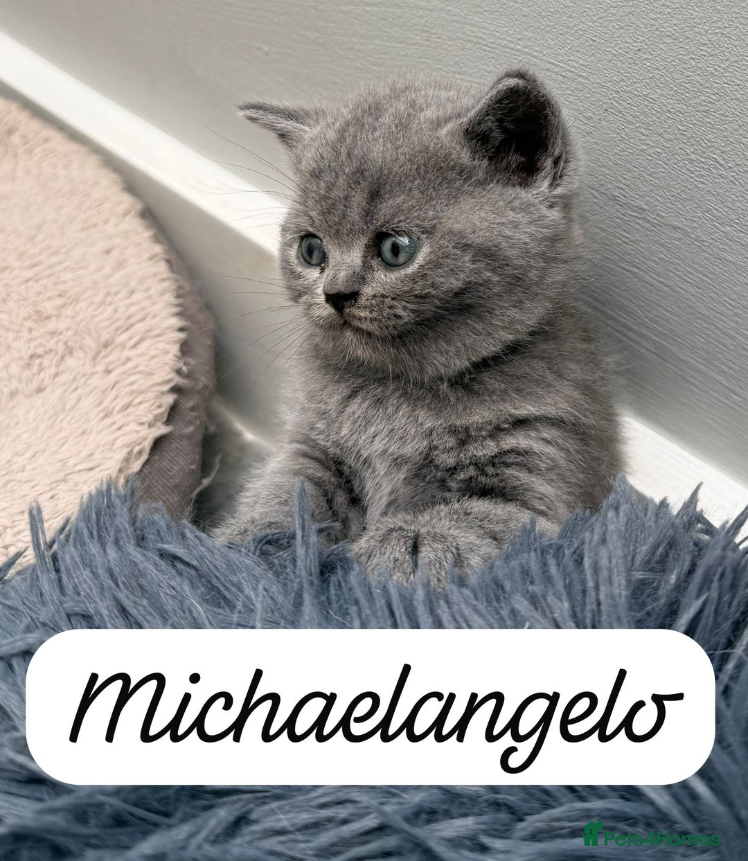 British Shorthair cats for sale: Beautiful Blue British shorthair kittens for sale - Image 20