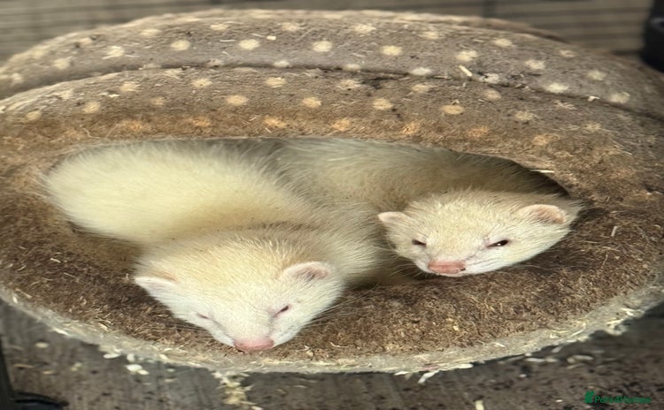 Ferret rodents - Advert 4