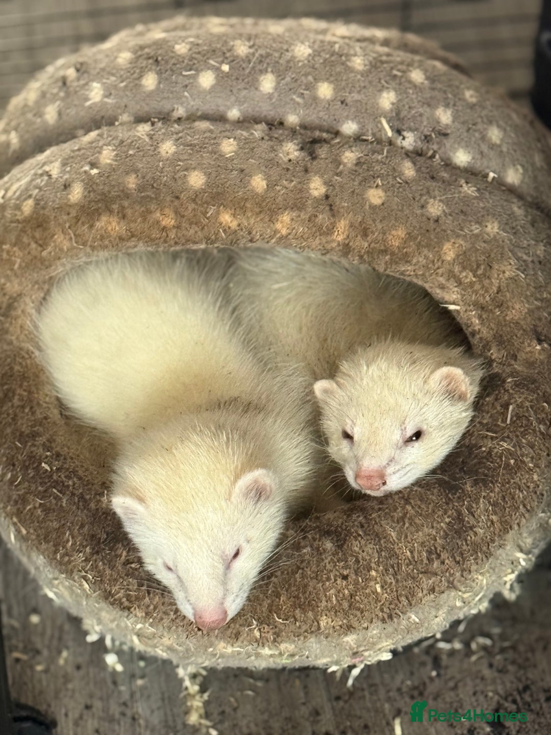 Ferret rodents for sale: 4 males with enclosure  - Image 10