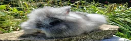 Lionhead rabbits for sale: Stunning DM lionhead baby rabbits - Advert 16