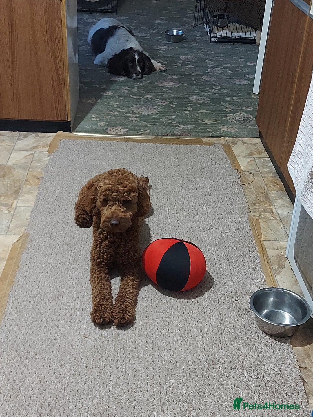 Miniature Poodle dogs for stud: OUR BARRY-KC REGISTERED MINIATURE POODLE FOR STUD in Preston - Advert 12