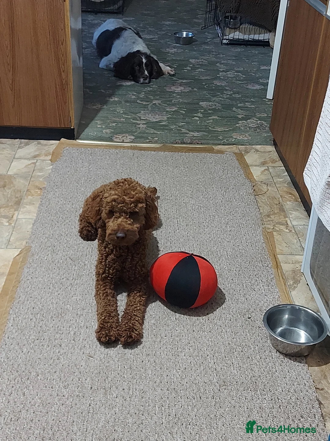 Miniature Poodle dogs for stud: OUR BARRY-KC REGISTERED MINIATURE POODLE FOR STUD in Preston - Advert 12