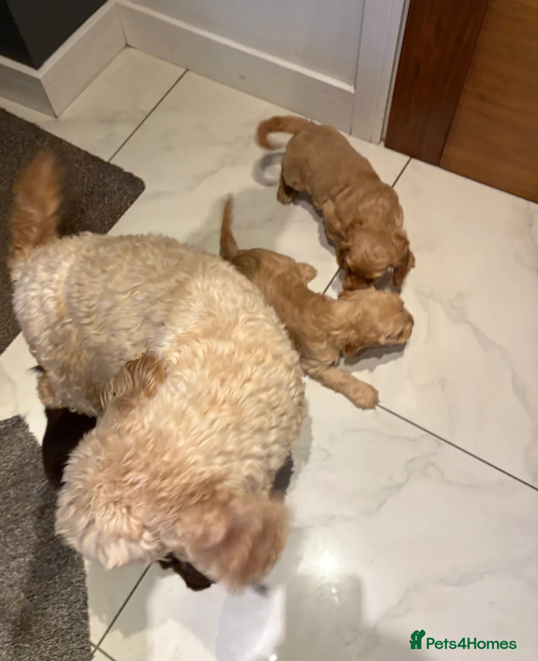 Cockapoo dogs for sale: F1B Cockapoo Puppies - Advert 6