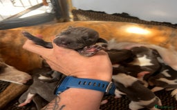 Whippet dogs for sale: Lovely petite Whippets - Image 5