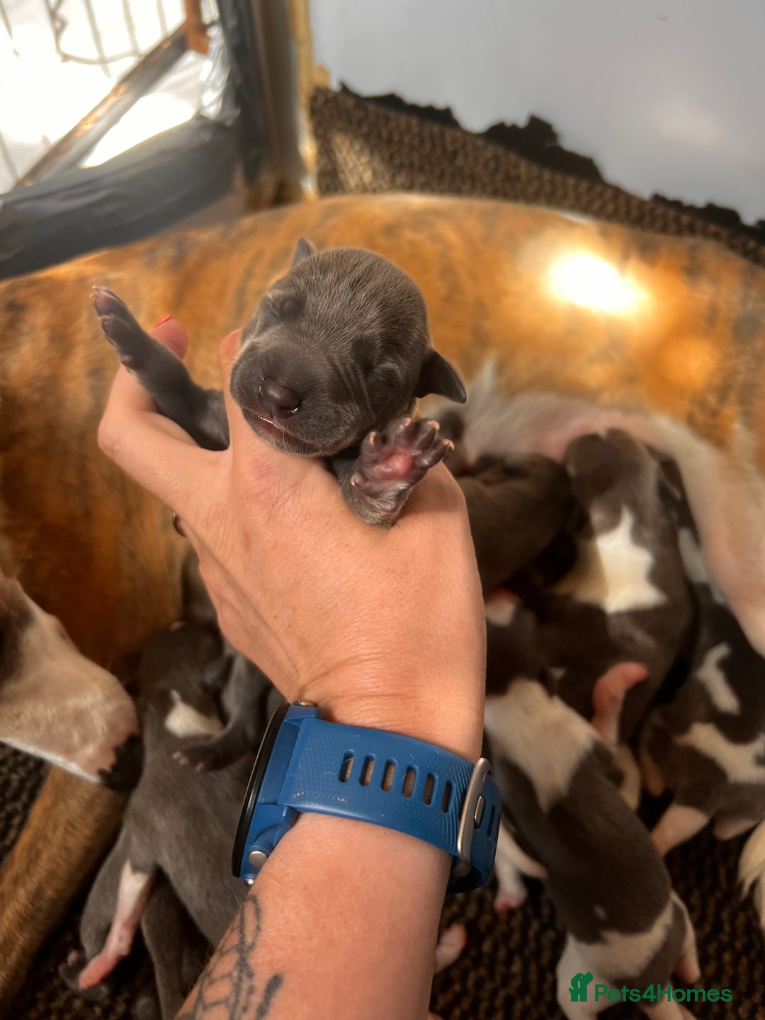 Whippet dogs for sale: Lovely petite Whippets - Image 5