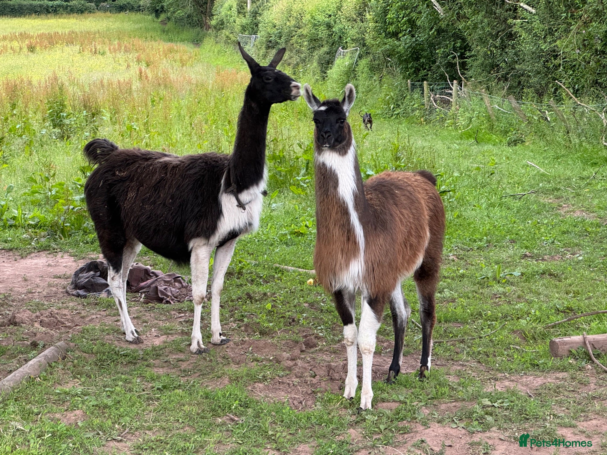 Llama livestock Gorgeous by name, gorgeous by nature - Advert 4