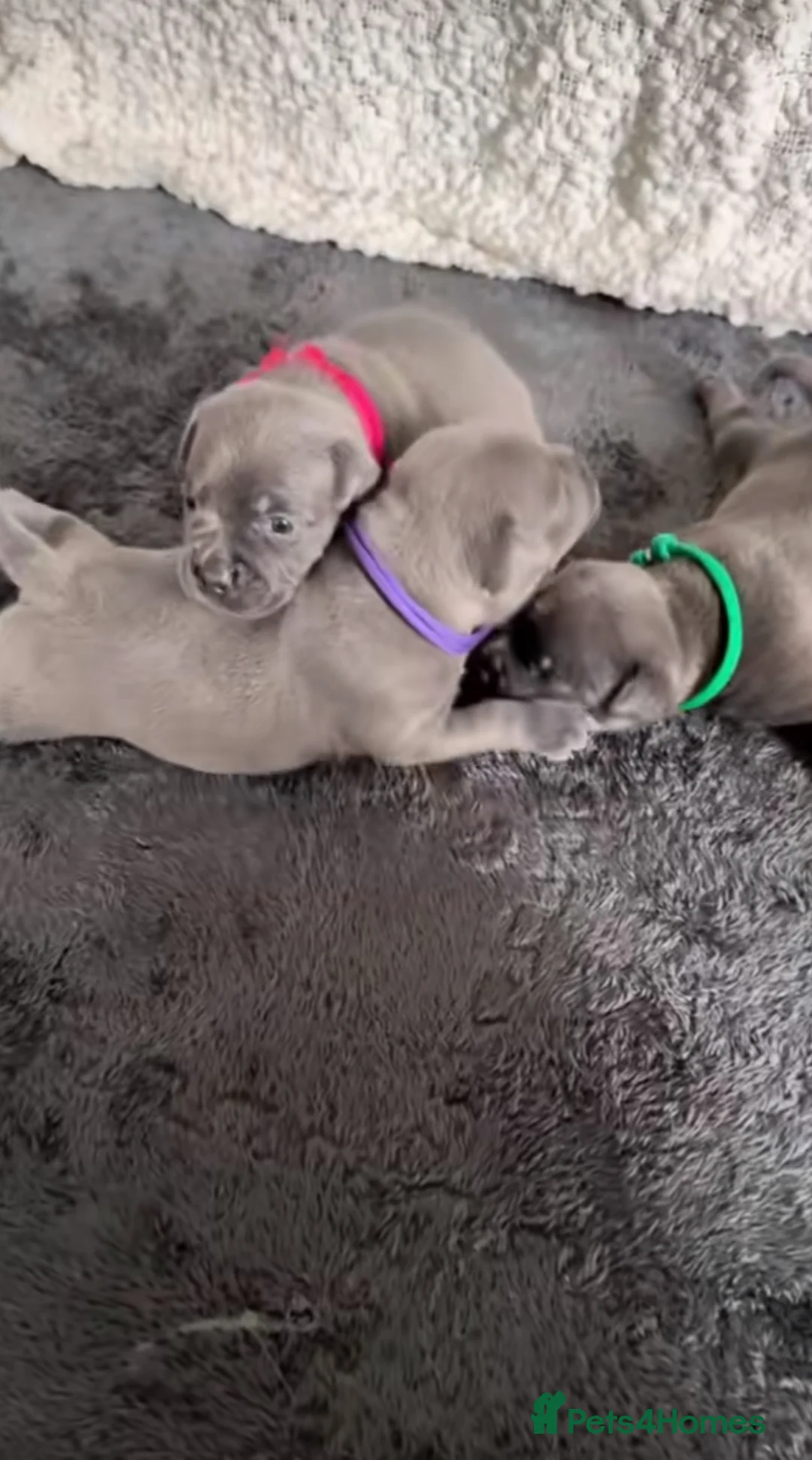 Staffordshire Bull Terrier dogs for sale: %100Pedigree  Staffordshire Bull Terrier Puppies in Kilwinning - Advert 2