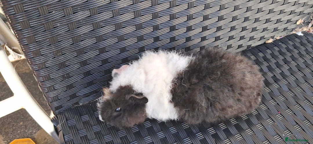 Guinea Pig rodents for sale: 2 baby girl guinea pigs and 3 boys  - Image 10