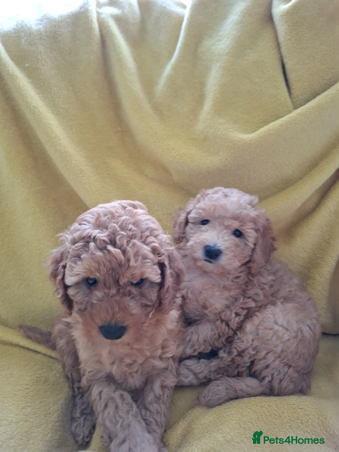 Miniature Poodle dogs for sale: Stunning Apricot Miniature Poodle Puppies - Advert 8