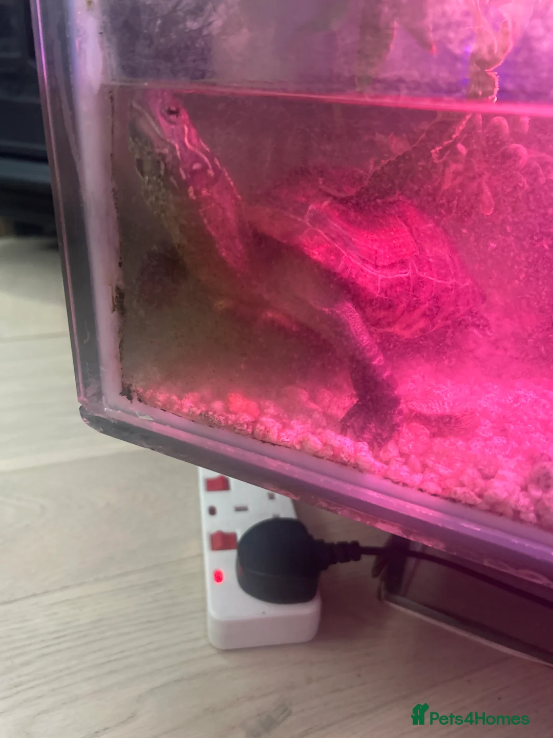 Terrapin reptiles for sale: Terrapin Turtles for Sale–Healthy, Active and fun - Advert 4