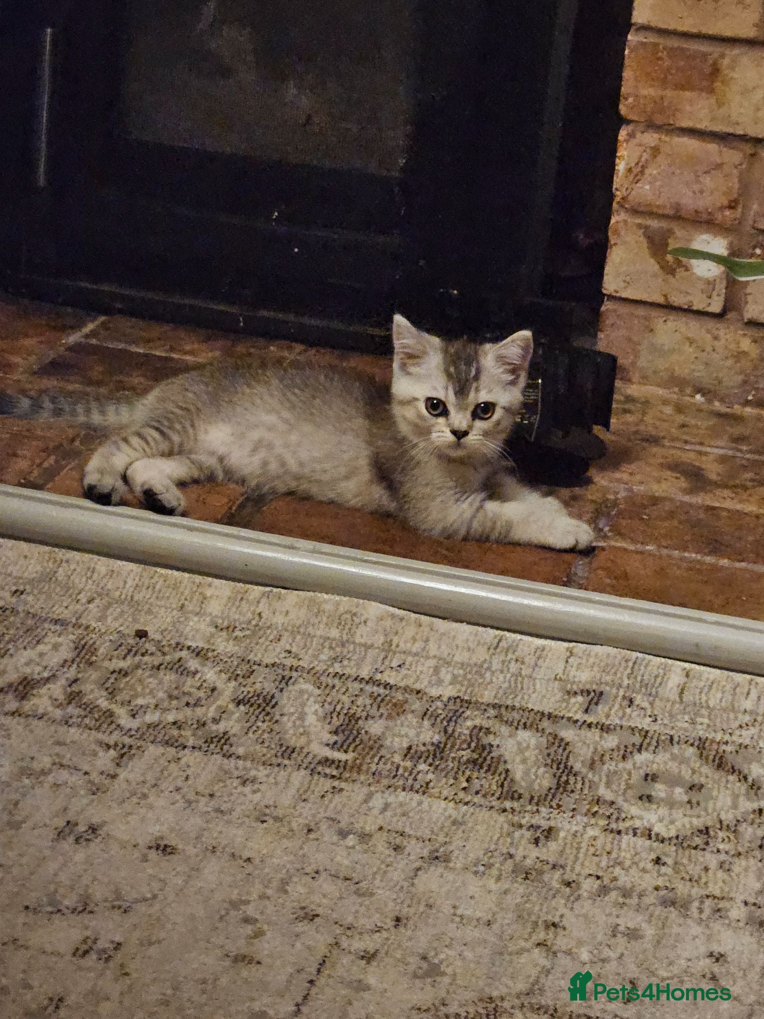 British Shorthair cats LAST FEMALE STRAIGHT READY NOW BSH XSCOTTISH FOLD - Advert 16
