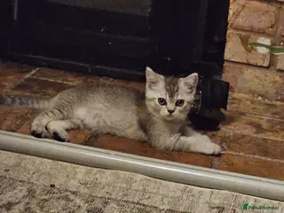 British Shorthair cats LAST FEMALE STRAIGHT READY NOW BSH XSCOTTISH FOLD - Advert 16