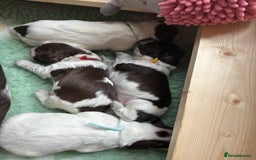 Sprocker dogs for sale: Sprocker Spaniel Pups - Image 4