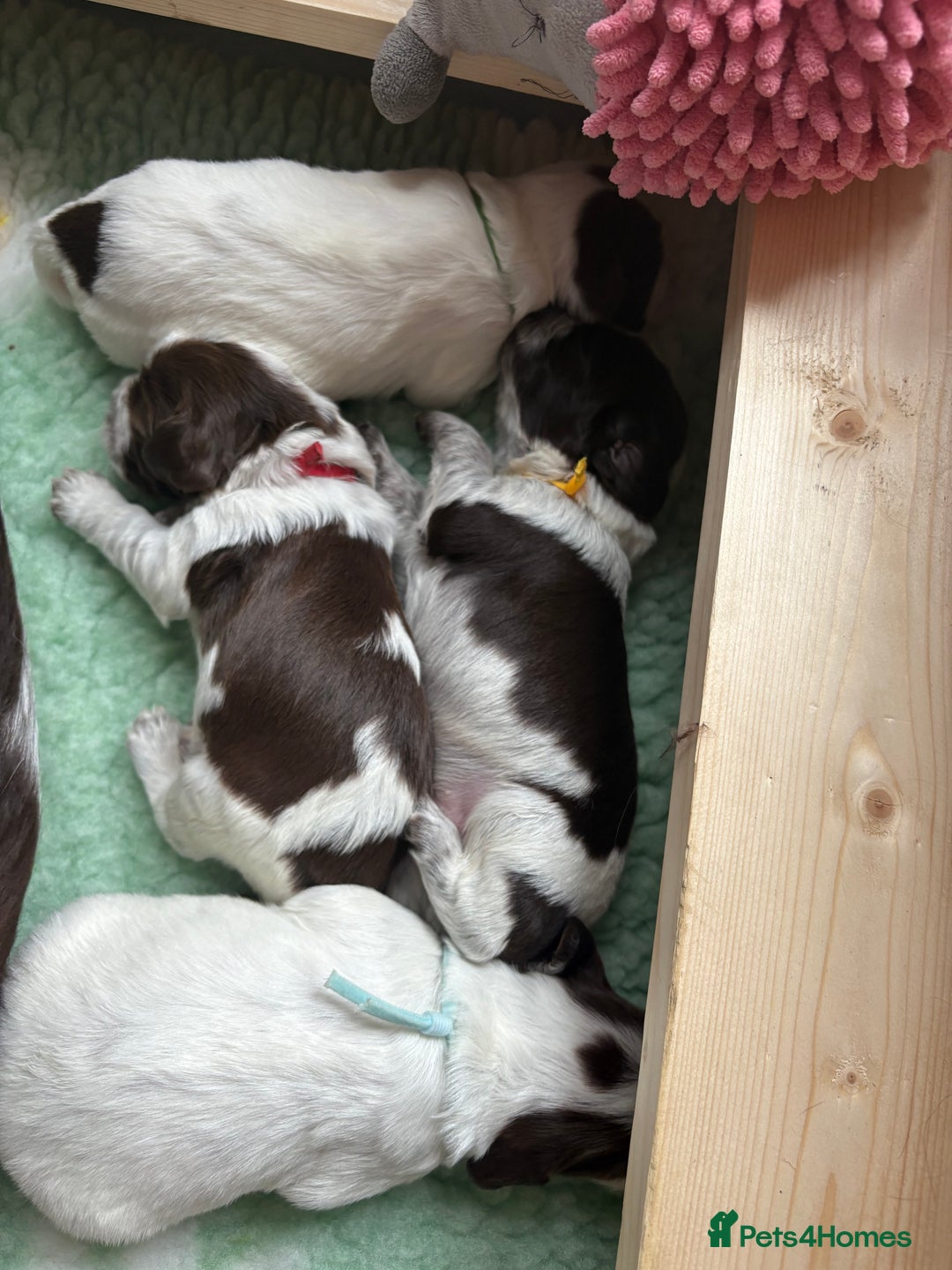 Sprocker dogs for sale: Sprocker Spaniel Pups - Image 4