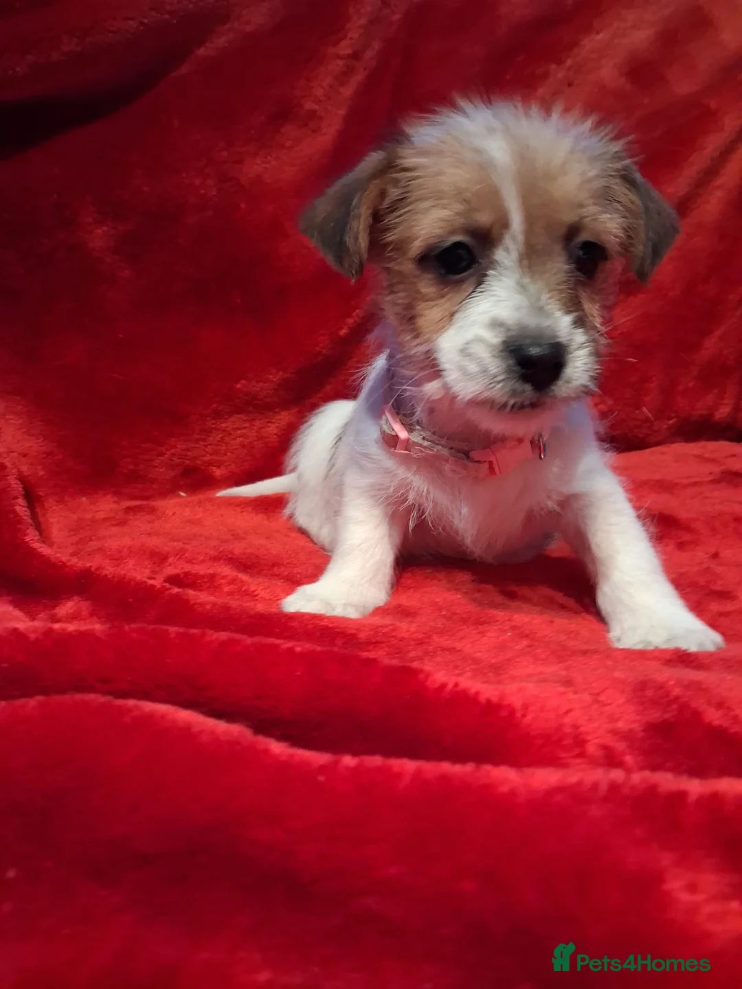 Jack Russell dogs for sale: Jack russel puppies  - Advert 7