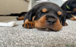 Rottweiler dogs for sale: STUNNING  in Potters Bar - Image 9