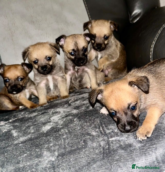Border Terrier dogs 5 beautiful border terrier pups for sale ♥️ - Advert 4