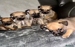 Border Terrier dogs for sale: 5 beautiful border terrier pups for sale ♥️ - Image 1