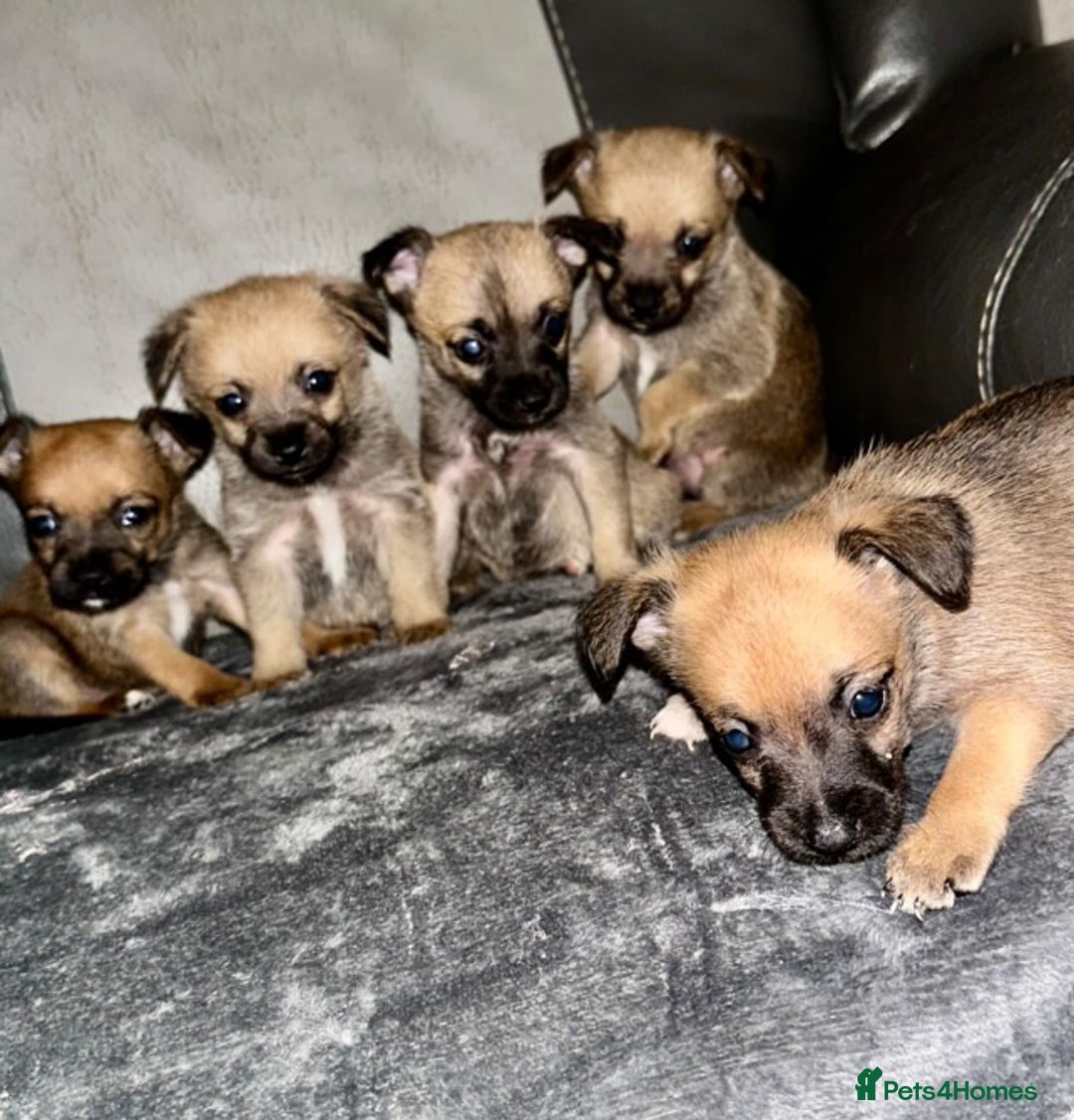 Border Terrier dogs for sale: 5 beautiful border terrier pups for sale ♥️ - Image 1