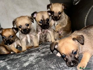 Border Terrier dogs - Advert 4