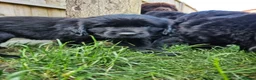 Newfoundland dogs for sale: Beautiful Newfoundland puppies  - Advert 7