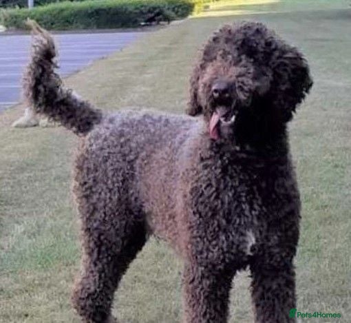 Labradoodle dogs Hypoallergenic Labradoodle STUD Proven Vet Checked - Advert 1