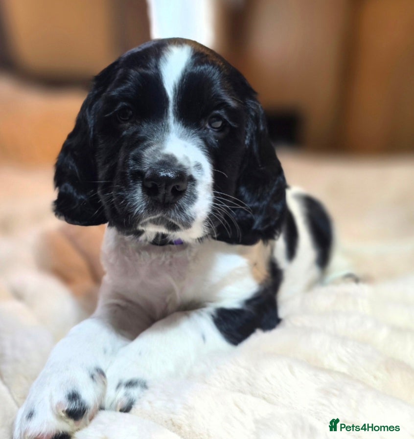 English Springer Spaniel dogs Health Tested KC English Springer Spaniel puppies  - Advert 10