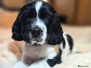 English Springer Spaniel dogs Health Tested KC English Springer Spaniel puppies - Advert 18