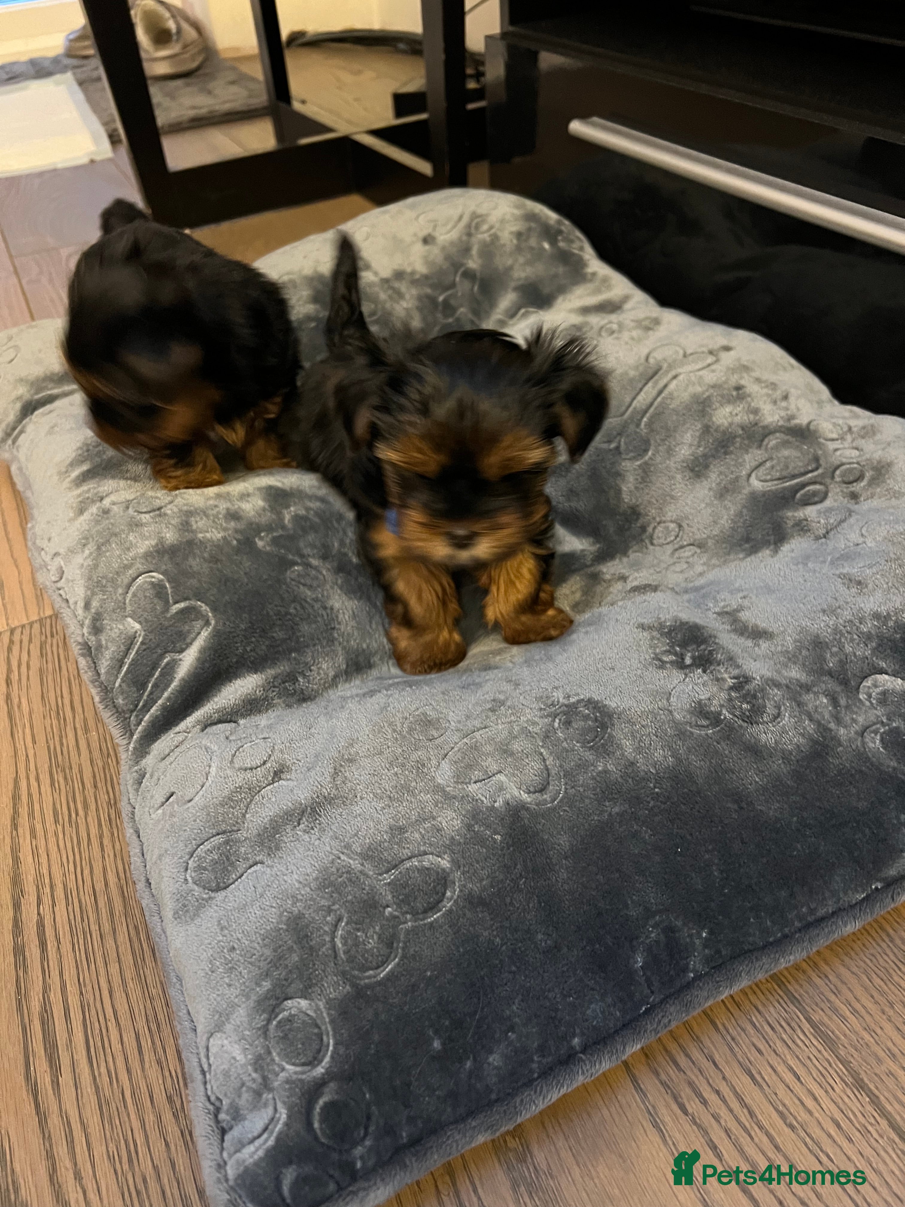 Yorkshire Terrier dogs Exceptional Pure Yorkshire Terrier Boys  - Advert 7