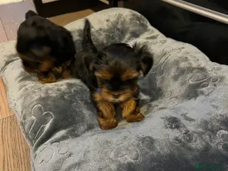 Yorkshire Terrier dogs Exceptional Pure Yorkshire Terrier Boys - Advert 7