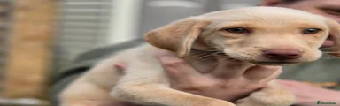 Labrador Retriever 2