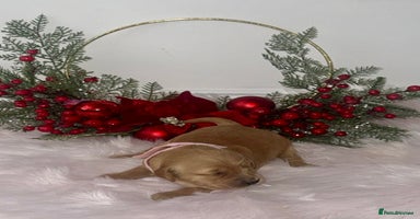 Golden Retriever dogs KC Dark Golden Retrievers 🧬 Health Tested Parents - Advert 1