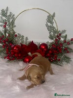 Golden Retriever dogs KC Dark Golden Retrievers 🧬 Health Tested Parents - Advert 2