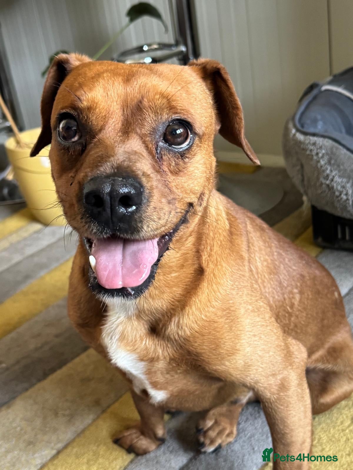 Mixed Breed dogs Sweet Todor looking for LOVE - Advert 1