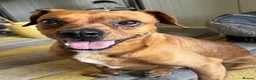 Mixed Breed dogs for adoption: Sweet Todor looking for LOVE - Advert 1