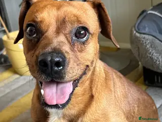 Mixed Breed dogs Sweet Todor looking for LOVE - Advert 4
