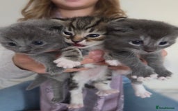 Brazilian Shorthair cats for sale: British shorthair/ domestic - Image 4