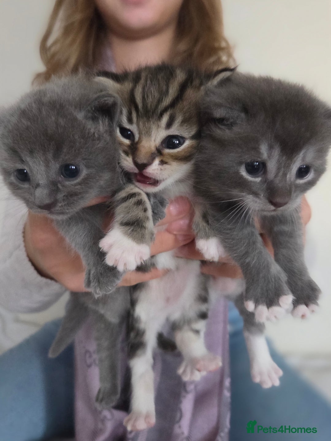 Brazilian Shorthair cats for sale: British shorthair/ domestic - Image 4