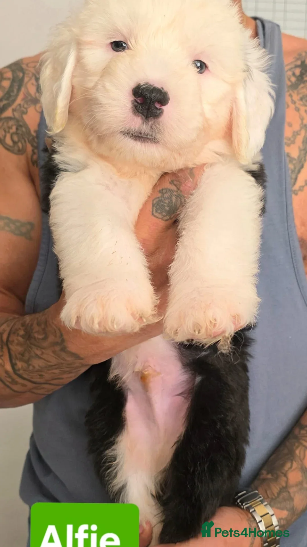 Old English Sheepdog dogs for sale: Stunning OES Puppies  - Advert 4