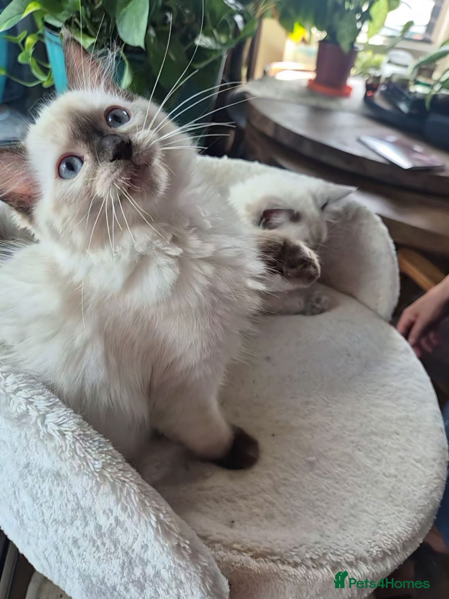 Ragdoll cats 2 Beautiful GCCF & TICA Ragdoll Kittens Left 💕  - Advert 2