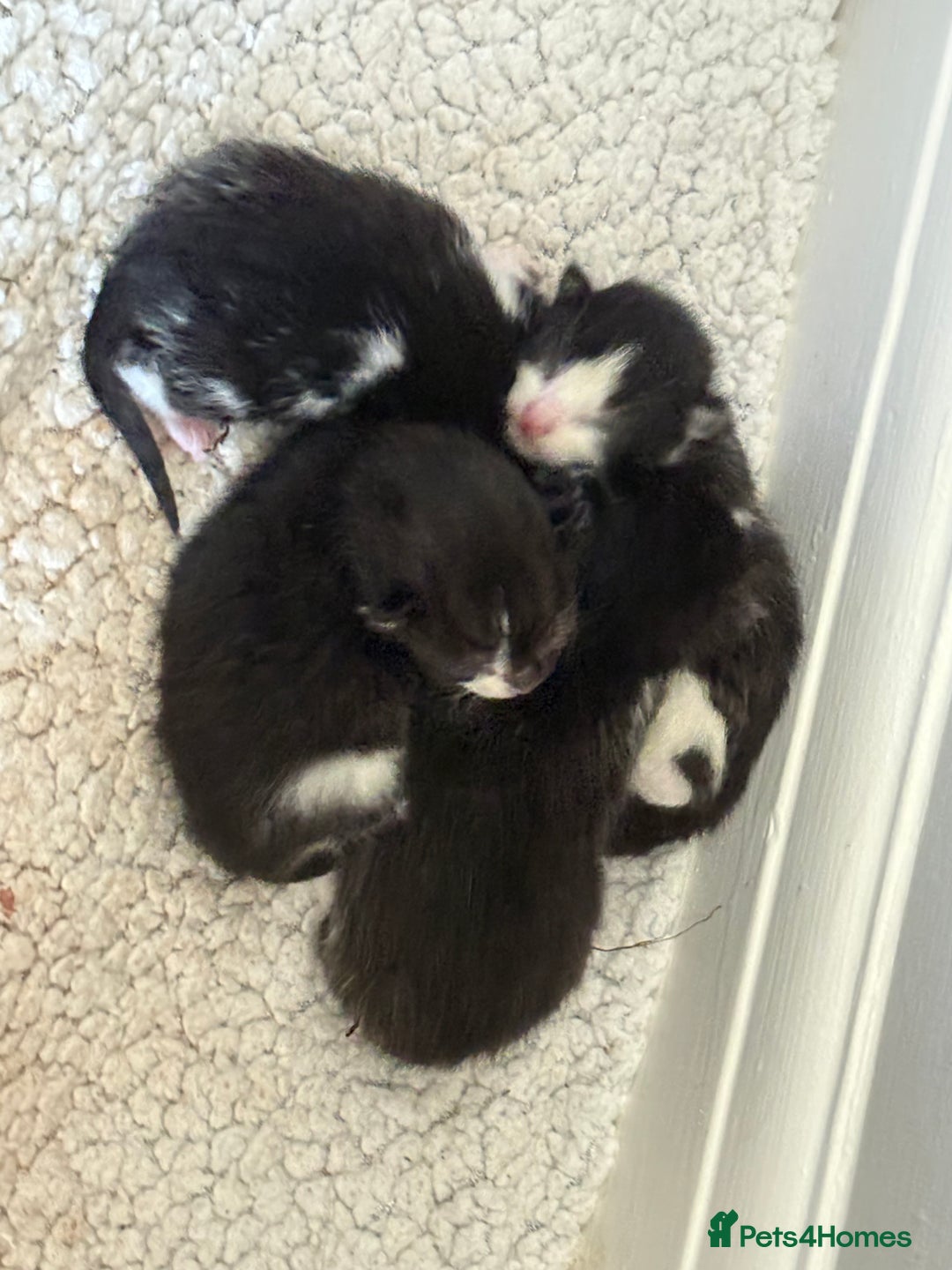 British Shorthair cats for sale: Beautiful kittens as family pets! 💜 - Image 11