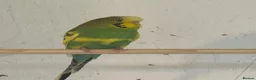 Budgerigars birds for sale: budgies 3+ years - Advert 5