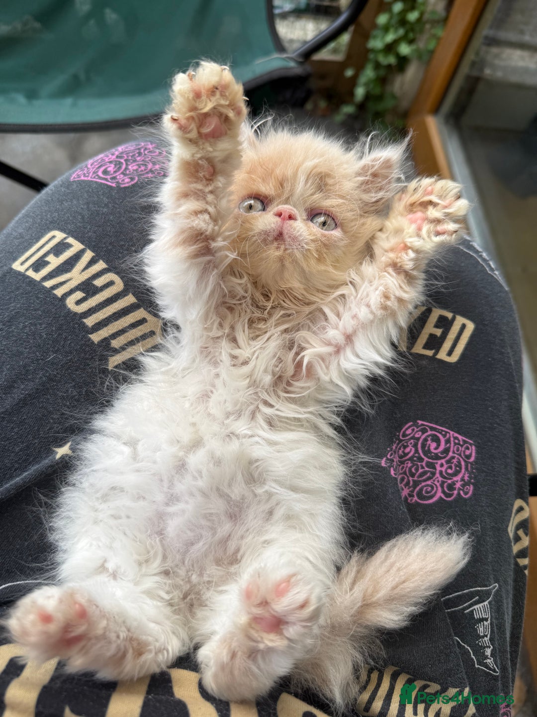 Persian cats for sale: GCCF registered Persian boy! (Colourpoint carrier) - Image 11
