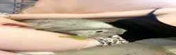 English Lop rabbits for sale: Rabbit for rehoming  in Ilfracombe - Advert 6
